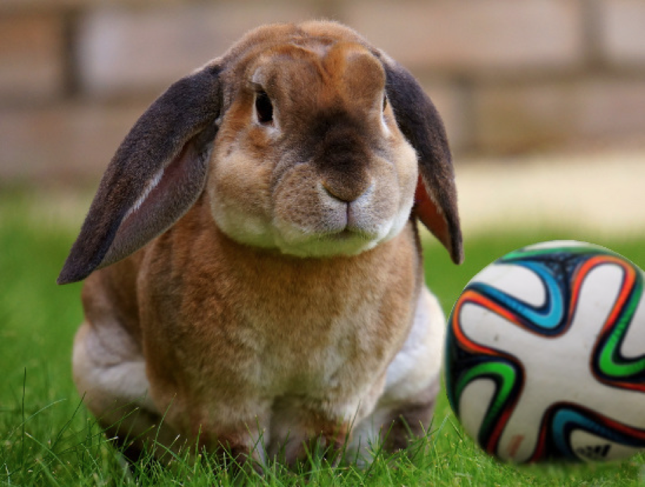 Football and Rabbit