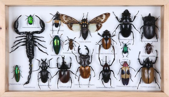 Bug taxonomy